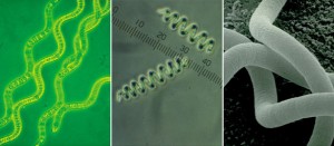 La spiruline est une source exceptionnelle de caroténoïdes