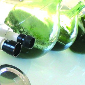 Elle permet aussi de recycler un autre antioxydant important : la vitamine C.