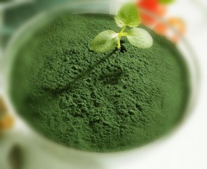 La spiruline bio pour la musculation et la vitalité