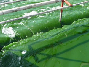 Production de spiruline